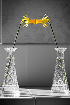 Daffodils Smooching