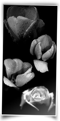 Black and White Flowers